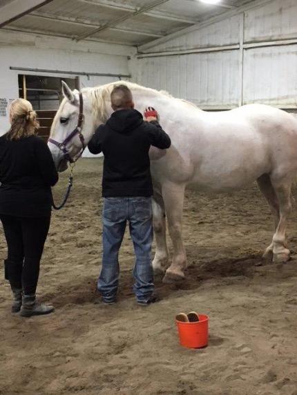 Equine Therapy Offered to Veterans Treatment Court