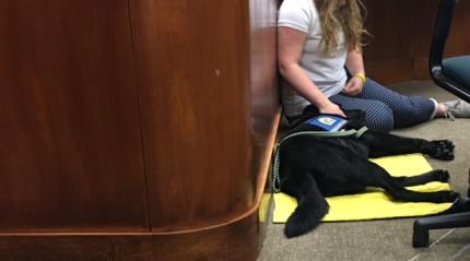 Nebraska’s “Take Your Dog to Work Day” Can Be Any Day With Courthouse Dogs
